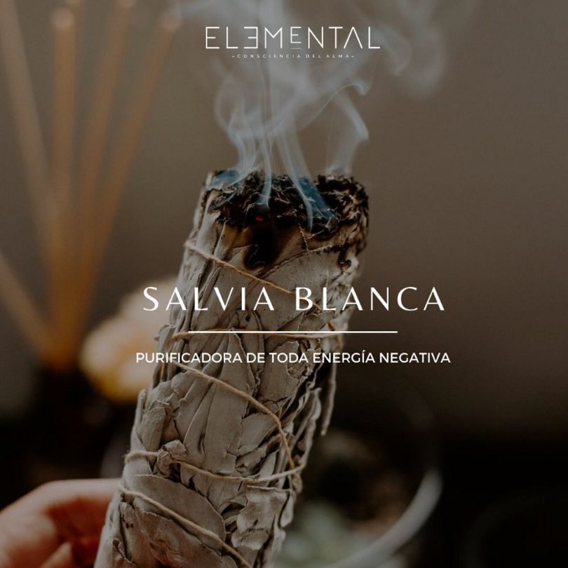Salvia